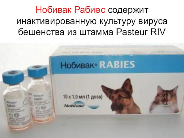 Нобивак Рабиес содержит инактивированную культуру вируса бешенства из штамма Pasteur RIV