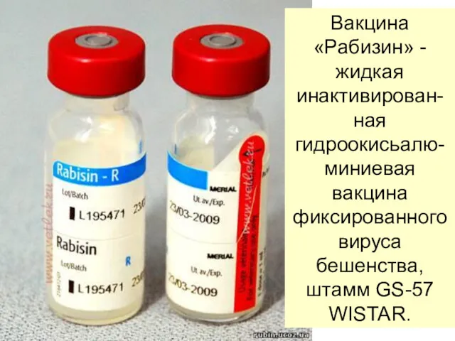 Вакцина «Рабизин» - жидкая инактивирован-ная гидроокисьалю-миниевая вакцина фиксированного вируса бешенства, штамм GS-57 WISTAR.