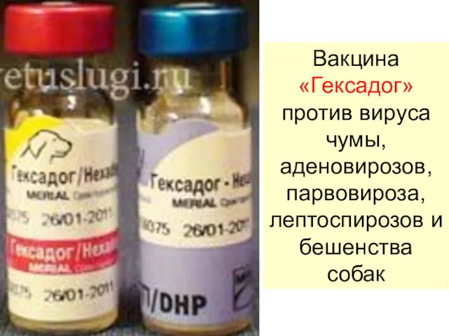 Вакцина «Гексадог» против вируса чумы, аденовирозов, парвовироза, лептоспирозов и бешенства собак