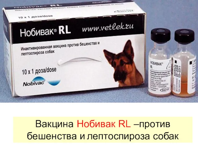 Вакцина Нобивак RL –против бешенства и лептоспироза собак