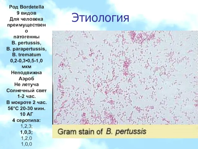 Этиология Род Bordetella 9 видов Для человека преимуществено патогенны B.