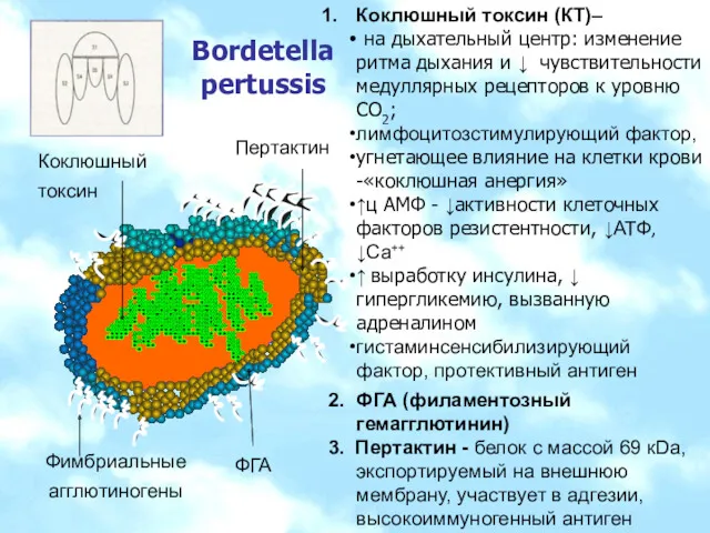 Bordetella pertussis Коклюшный токсин (КТ)– на дыхательный центр: изменение ритма