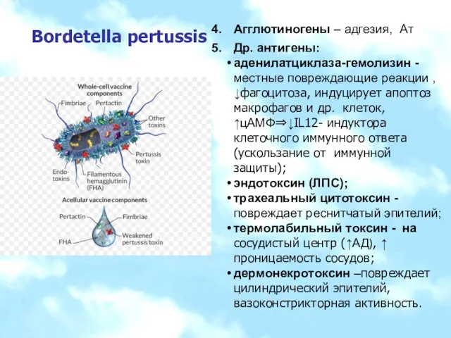 Bordetella pertussis Агглютиногены – адгезия, Ат Др. антигены: аденилатциклаза-гемолизин -