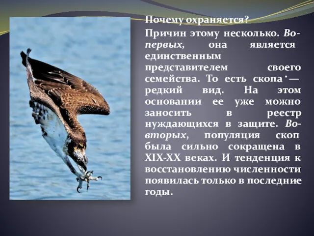 Почему охраняется? Причин этому несколько. Во-первых, она является единственным представителем