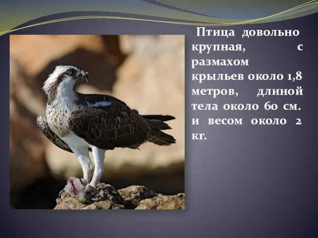 Птица довольно крупная, с размахом крыльев около 1,8 метров, длиной