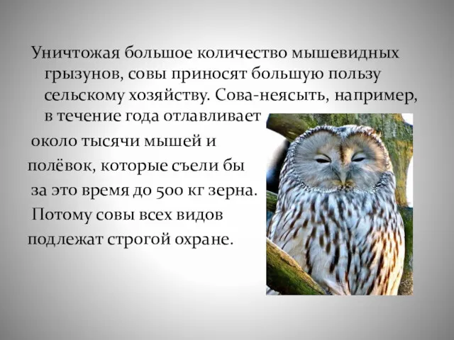 Уничтожая большое количество мышевидных грызунов, совы приносят большую пользу сельскому