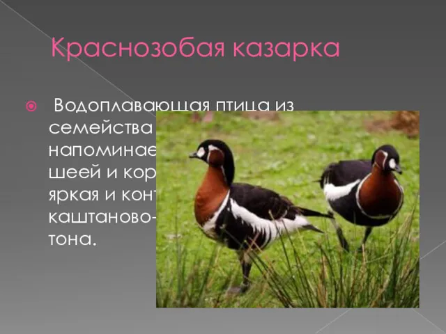 Краснозобая казарка Водоплавающая птица из семейства утиных. Внешним видом напоминает