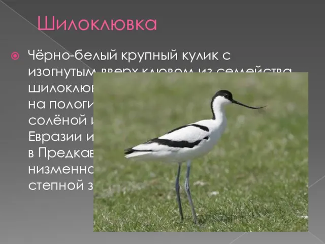 Шилоклювка Чёрно-белый крупный кулик с изогнутым вверх клювом из семейства