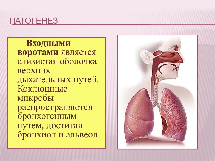 ПАТОГЕНЕЗ Входными воротами является слизистая оболочка верхних дыхательных путей. Коклюшные микробы распространяются бронхогенным