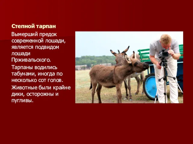 Степной тарпан Вымерший предок современной лошади, является подвидом лошади Прживальского. Тарпаны водились табунами,