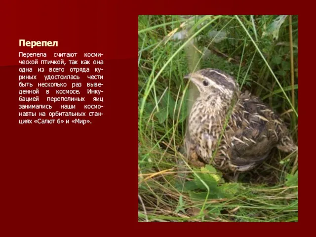 Перепел Перепела считают косми-ческой птичкой, так как она одна из всего отряда ку-риных