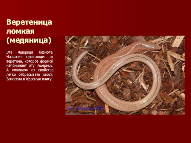 Веретеница ломкая (медяница) Эта ящерица безнога. Название происходит от веретена, которое формой напоминает