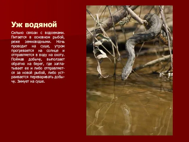 Уж водяной Сильно связан с водоемами. Питается в основном рыбой, реже земноводными. Ночь