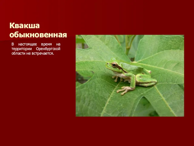 Квакша обыкновенная В настоящее время на территории Оренбургской области не встречается.