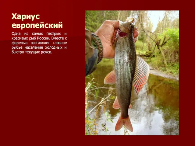Хариус европейский Одна из самых пестрых и красивых рыб России. Вместе с форелью