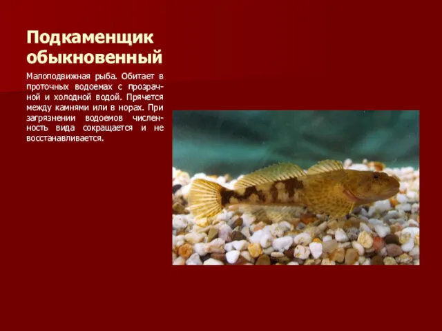 Подкаменщик обыкновенный Малоподвижная рыба. Обитает в проточных водоемах с прозрач-ной и холодной водой.