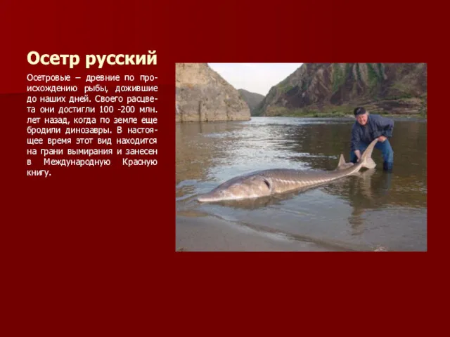 Осетр русский Осетровые – древние по про-исхождению рыбы, дожившие до наших дней. Своего