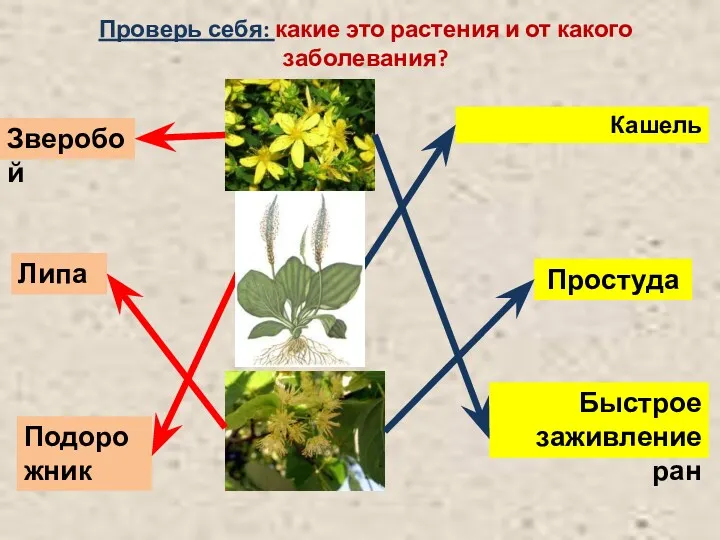 Проверь себя: какие это растения и от какого заболевания? Быстрое