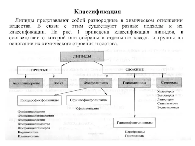 Классификация Липиды представляют собой разнородные в химическом отношении вещества. В