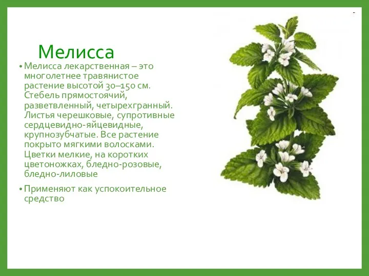 Мелисса Мелисса лекарственная – это многолетнее травянистое растение высотой 30–150