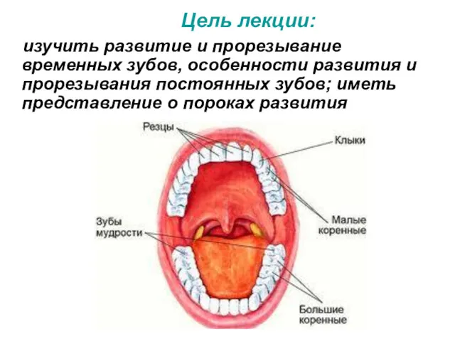 Цель лекции: изучить развитие и прорезывание временных зубов, особенности развития и прорезывания постоянных
