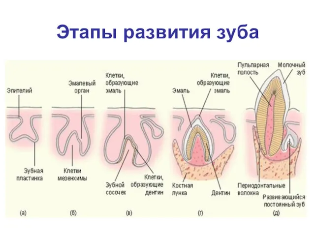 Этапы развития зуба