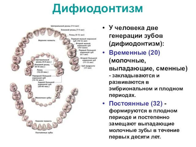 Дифиодонтизм У человека две генерации зубов (дифиодонтизм): Временные (20) (молочные, выпадающие, сменные) -