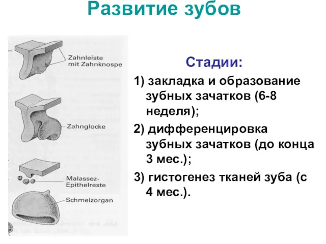 Развитие зубов Стадии: 1) закладка и образование зубных зачатков (6-8 неделя); 2) дифференцировка
