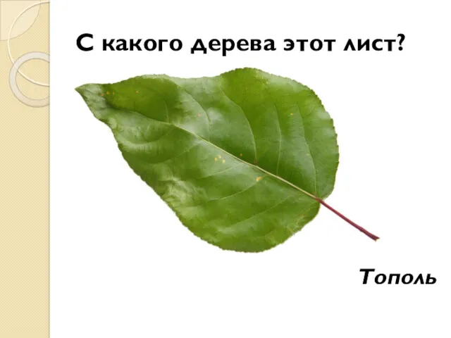 С какого дерева этот лист? Тополь