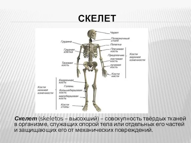 СКЕЛЕТ Скелет (skeletos – высохший) – совокупность твёрдых тканей в