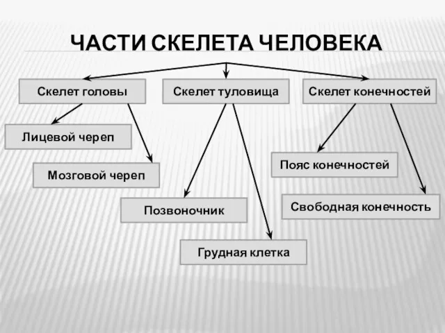 ЧАСТИ СКЕЛЕТА ЧЕЛОВЕКА Скелет головы Скелет туловища Скелет конечностей Лицевой