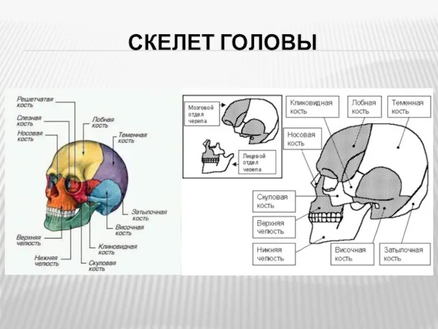 СКЕЛЕТ ГОЛОВЫ