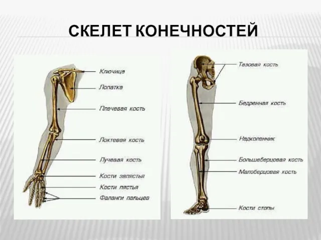 СКЕЛЕТ КОНЕЧНОСТЕЙ