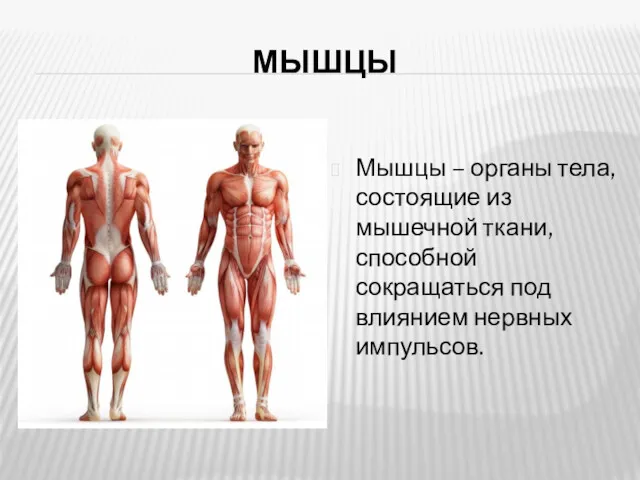 МЫШЦЫ Мышцы – органы тела, состоящие из мышечной ткани, способной сокращаться под влиянием нервных импульсов.