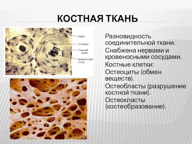 КОСТНАЯ ТКАНЬ Разновидность соединительной ткани. Снабжена нервами и кровеносными сосудами.