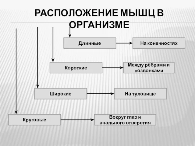 РАСПОЛОЖЕНИЕ МЫШЦ В ОРГАНИЗМЕ На конечностях Длинные Между рёбрами и