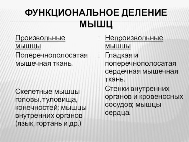 ФУНКЦИОНАЛЬНОЕ ДЕЛЕНИЕ МЫШЦ Произвольные мышцы Поперечнополосатая мышечная ткань. Скелетные мышцы