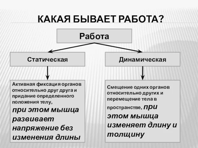 КАКАЯ БЫВАЕТ РАБОТА? Статическая Активная фиксация органов относительно друг друга