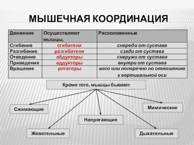 МЫШЕЧНАЯ КООРДИНАЦИЯ Кроме того, мышцы бывают Сжимающие Жевательные Дыхательные Мимические Напрягающие