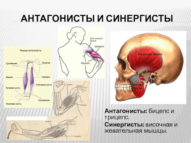 АНТАГОНИСТЫ И СИНЕРГИСТЫ Антагонисты: бицепс и трицепс. Синергисты: височная и жевательная мышцы.