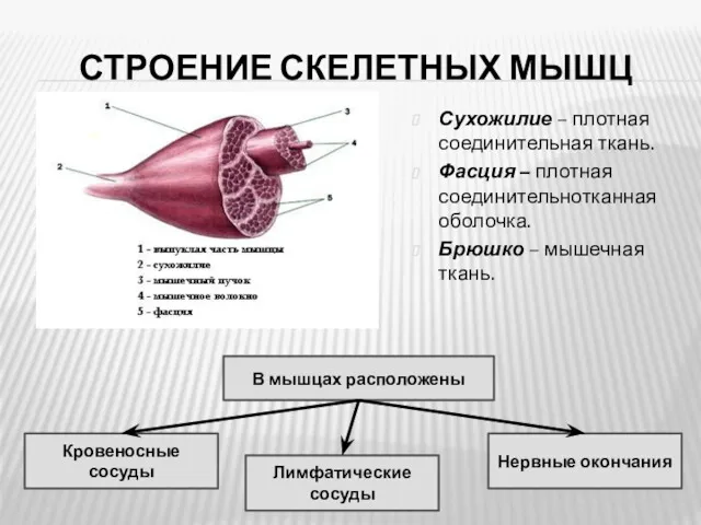 СТРОЕНИЕ СКЕЛЕТНЫХ МЫШЦ Сухожилие – плотная соединительная ткань. Фасция –