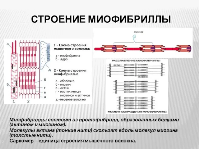 СТРОЕНИЕ МИОФИБРИЛЛЫ Миофибриллы состоят из протофибрилл, образованных белками (актином и