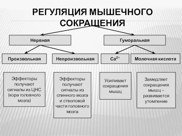 РЕГУЛЯЦИЯ МЫШЕЧНОГО СОКРАЩЕНИЯ Нервная Произвольная Са2+ Гуморальная Эффекторы получают сигналы