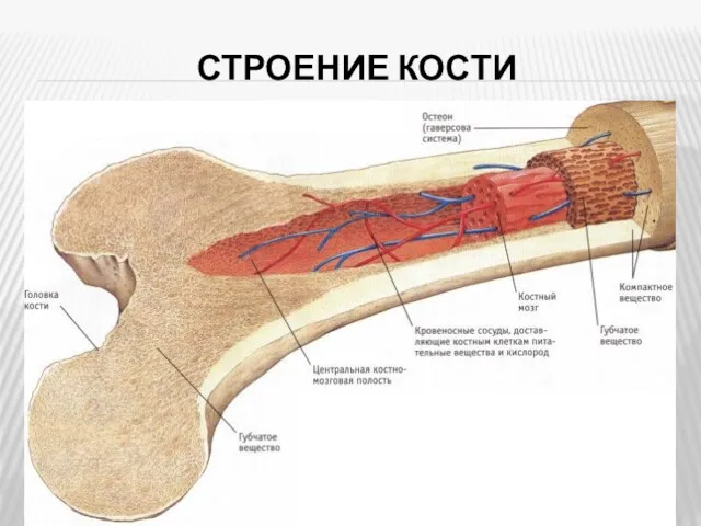 СТРОЕНИЕ КОСТИ