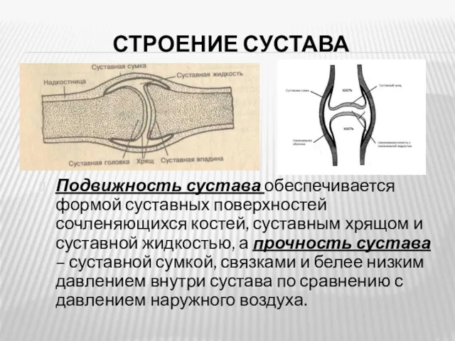 СТРОЕНИЕ СУСТАВА Подвижность сустава обеспечивается формой суставных поверхностей сочленяющихся костей,