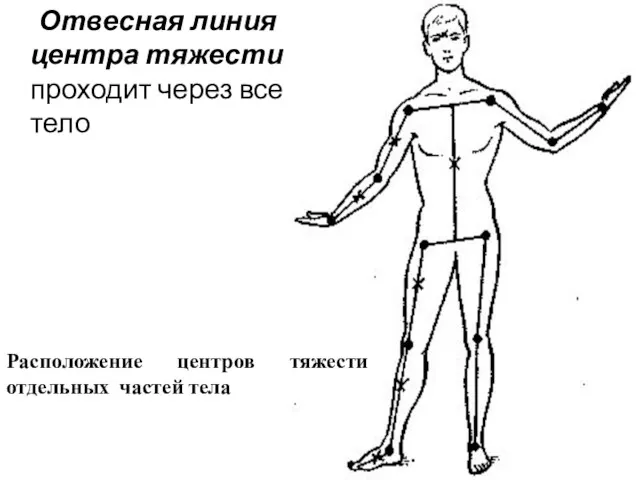 Отвесная линия центра тяжести проходит через все тело Расположение центров тяжести отдельных частей тела