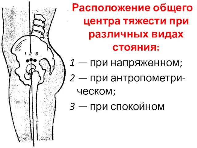 Расположение общего центра тяжести при различных видах стояния: 1 — при напряженном; 2