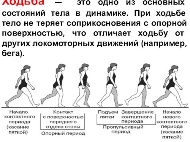 Ходьба — это одно из основных состояний тела в динамике.