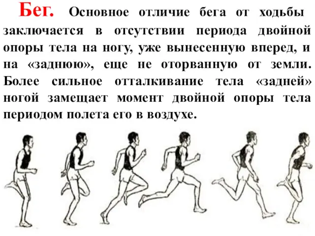 Бег. Основное отличие бега от ходьбы заключается в отсутствии периода двойной опоры тела