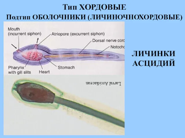 ЛИЧИНКИ АСЦИДИЙ Тип ХОРДОВЫЕ Подтип ОБОЛОЧНИКИ (ЛИЧИНОЧНОХОРДОВЫЕ)